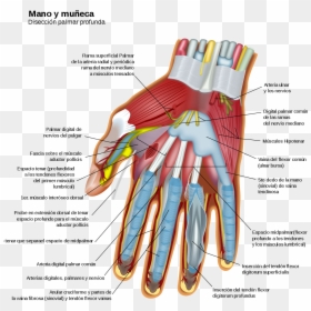 Wrist And Hand, HD Png Download - pulgar arriba png