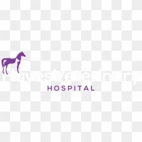 Graphics, HD Png Download - png white banner
