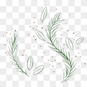 Rosemary 1-v2 - Pond Pine, HD Png Download - ice cream scoops png