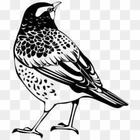 Thrush Silhouette - Thrush Black And White, HD Png Download - sparrow silhouette png