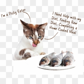 Cat Eat Fish , Png Download - Cat And Their Food, Transparent Png - cooked fish png