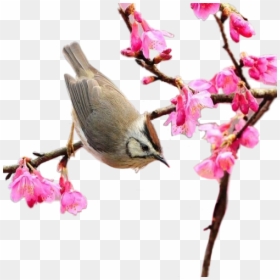 #png #spring #springtime #bird #scspring #remixit - Best Thought On Bird, Transparent Png - springtime png