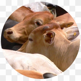 Cattle, HD Png Download - deforestation png