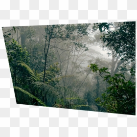 Borneo Rainforests, HD Png Download - deforestation png