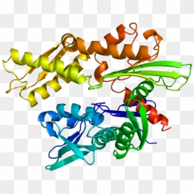 Heat Shock Protein 70 Png, Transparent Png - changkyun png