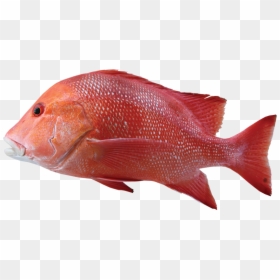 Red Emperor, HD Png Download - fish png