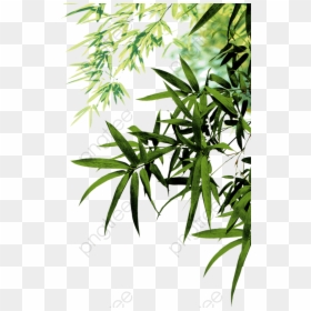 Bamboo Leaves Png, Transparent Png - leaf png