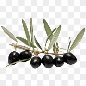 Olive Png, Transparent Png - leaf png