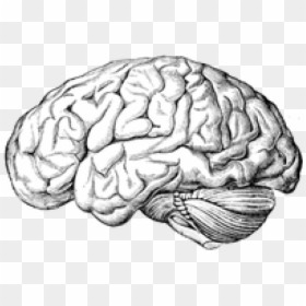 Neuro Psychiatry, HD Png Download - brain png