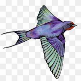 European Swallow, HD Png Download - bird png