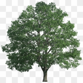 Tree For Photoshop Png, Transparent Png - trees png