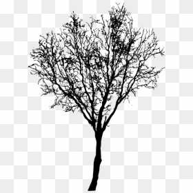 Tree Dry Png, Transparent Png - trees png