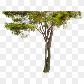 Tree Hd Png, Transparent Png - trees png