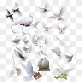 Group Of Dove Png, Transparent Png - dove png