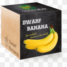 Saba Banana, HD Png Download - banana png