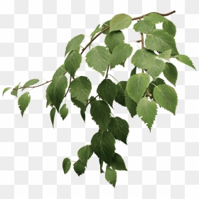 Birch Tree Leaves Png, Transparent Png - leaves png