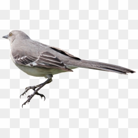 Mockingbird Png, Transparent Png - birds png
