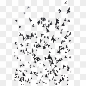 Birds For Double Exposure, HD Png Download - birds png