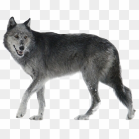 Black And Grey Wolf, HD Png Download - wolf png