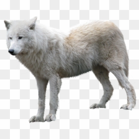 Arctic Wolf Transparent, HD Png Download - wolf png
