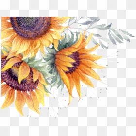 Transparent Background Sunflower Png, Png Download - sunflower png