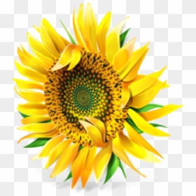 Sunflower Png, Transparent Png - sunflower png