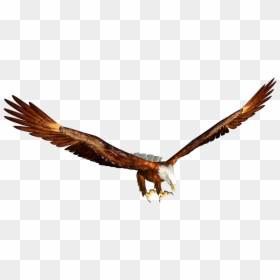 Eagle Flying Png Cartoon, Transparent Png - eagle png