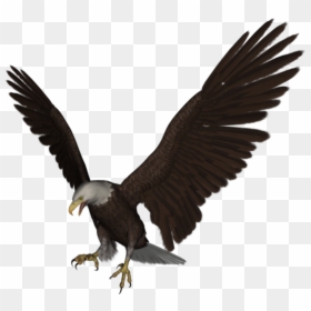 Aguia, HD Png Download - eagle png