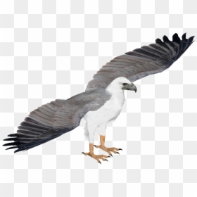 White Bellied Sea Eagle Png, Transparent Png - eagle png