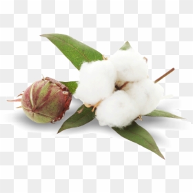 Cotton Png, Transparent Png - plant png