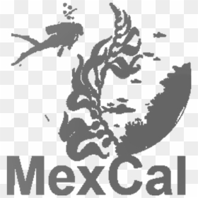Mexicali Mexico On Map, HD Png Download - logo uabc png