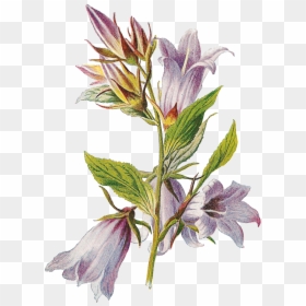 Transparent Free Wildflower Clipart - Deadly Nightshade With Transparent Background, HD Png Download - nightshade png