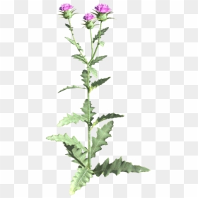 Skyrim Thistle, HD Png Download - nightshade png