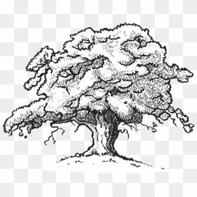 Oak Tree Drawing - Oak Tree Line Drawing, HD Png Download - red oak png
