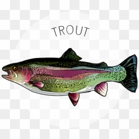 Trout, HD Png Download - speckled trout png
