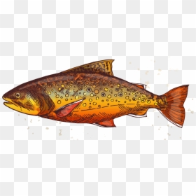 Com/wp Trout 2 - Brown Trout, HD Png Download - speckled trout png