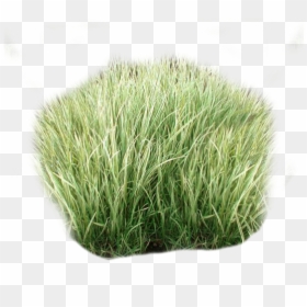 Thumb Image - Sweet Grass, HD Png Download - carex png