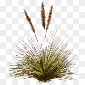 Grass, HD Png Download - carex png