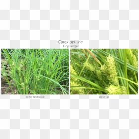 Sweet Grass, HD Png Download - carex png