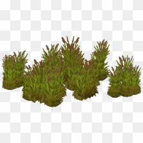 Grass, HD Png Download - carex png