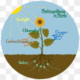 Photosynthesis In A Flower, HD Png Download - photosynthesis png
