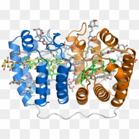 Peridinin Chlorophyll Protein, HD Png Download - photosynthesis png