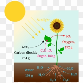 Carbon Dioxide Reacts With Water In Presence Of Sunlight - Sunflower, HD Png Download - photosynthesis png