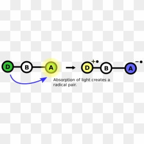 Mechanisms - Circle, HD Png Download - photosynthesis png