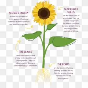Collection Of Free Photosynthesis Drawing Easy Download - Part That Helps Photosynthesis In Sunflower, HD Png Download - photosynthesis png