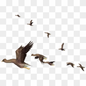 #patos#aves#pajaros #volando - Realistic Fly Bird Png, Transparent Png - pajaros volando png