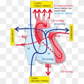 Presion Arterial Pulmonar Normal, HD Png Download - pulmones png