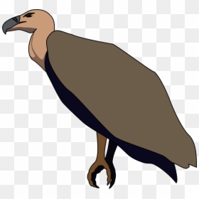 Vulture - Clipart Of Vulture Bird, HD Png Download - the vulture png