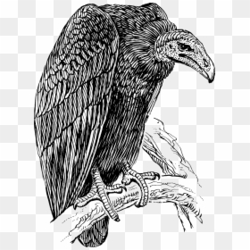 Vulture Drawing, HD Png Download - the vulture png