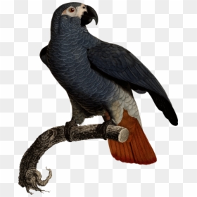 Eagle,vulture,bird - Jacques Barraband Print, HD Png Download - the vulture png